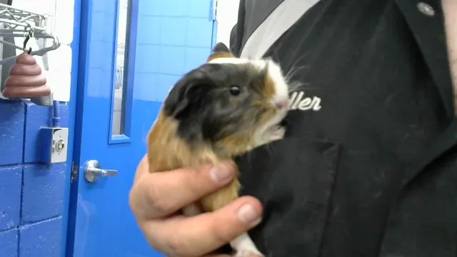 Peanut
