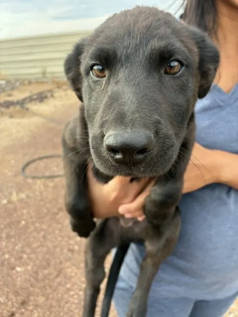 Loki