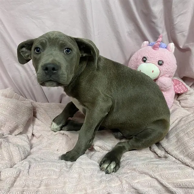 Adoptable Dog