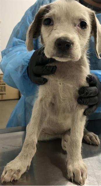 Adoptable Dog