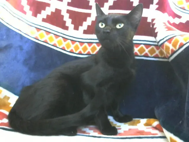Cleopatra