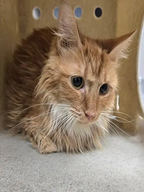 Adoptable Cat