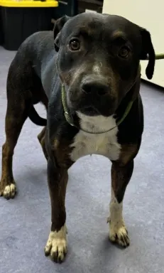 Adoptable Dog