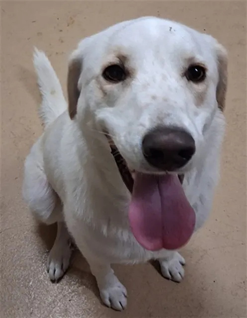 Cora
