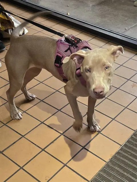 Adoptable Dog