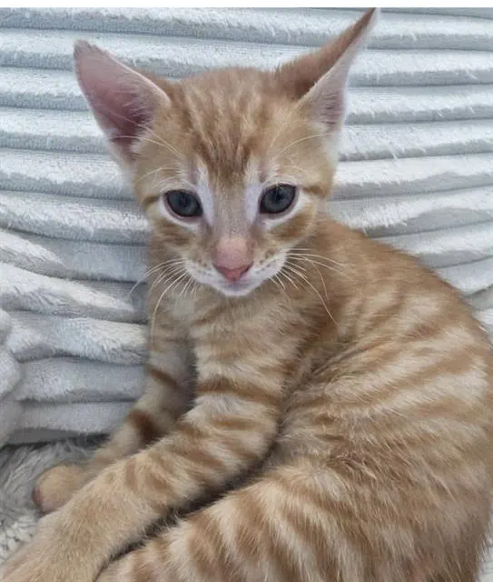 Adoptable Cat