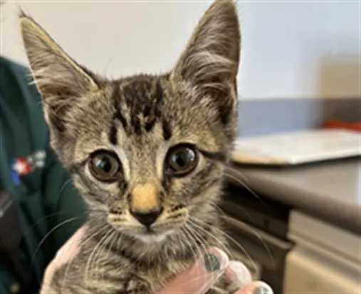 Skittles