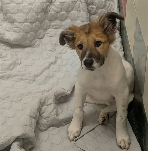 Piper