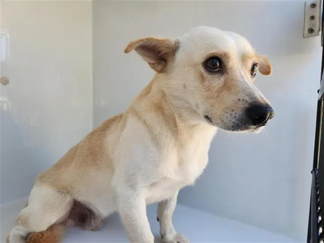 Adoptable Dog
