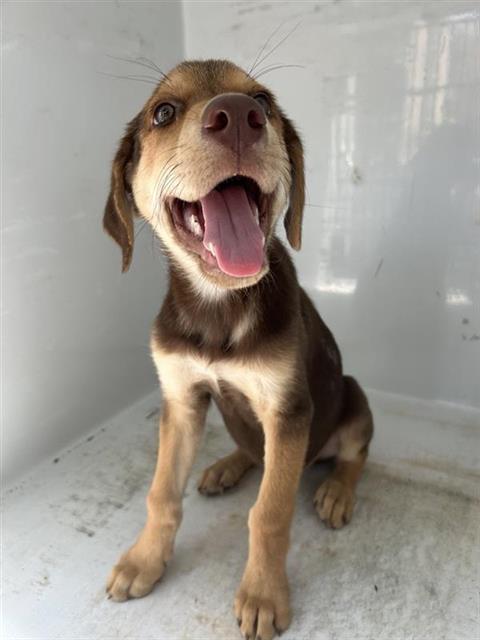 Adoptable Dog