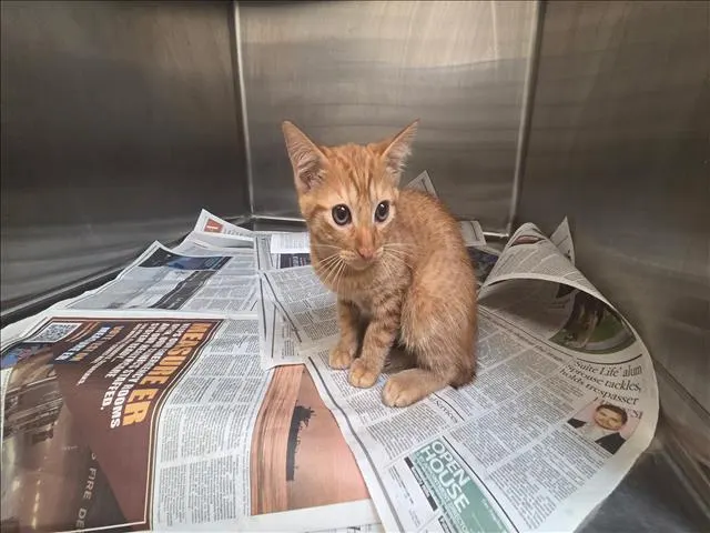 Adoptable Cat