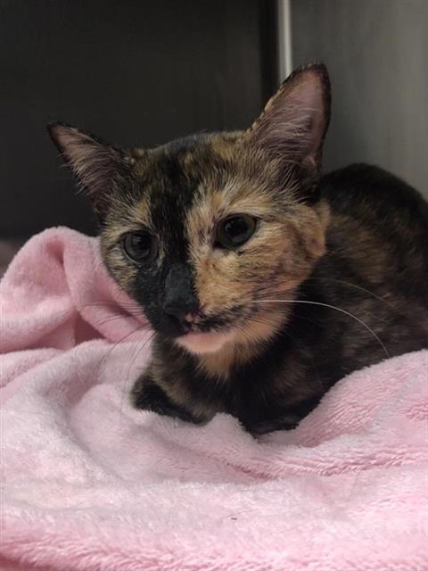 Adoptable Cat