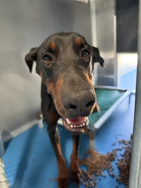 Adoptable Dog