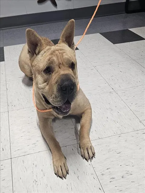 Adoptable Dog