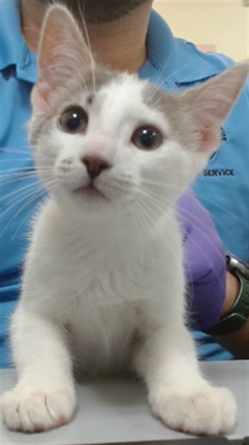 Cornelius