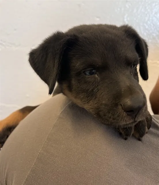 Adoptable Dog