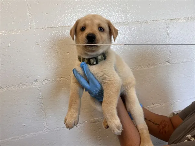 Adoptable Dog