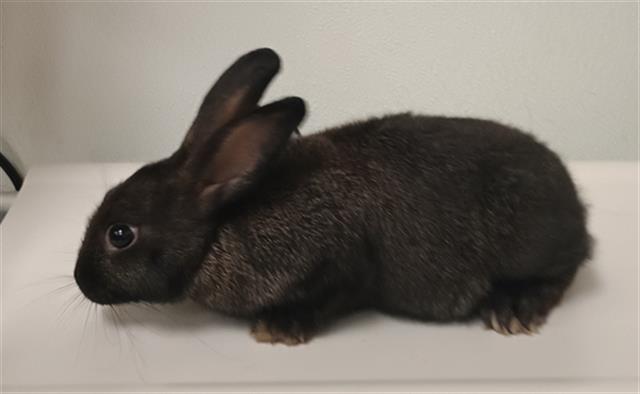 Adoptable Other