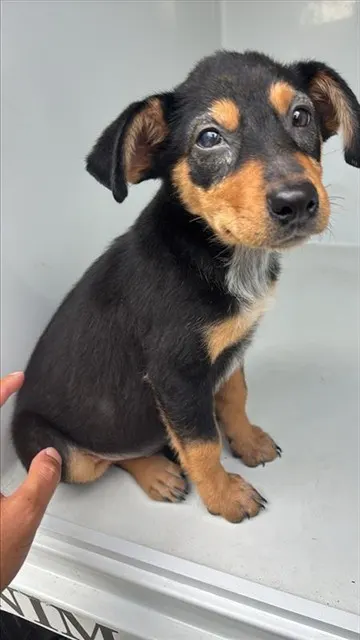Adoptable Dog