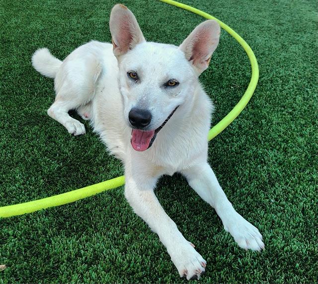 Adoptable Dog