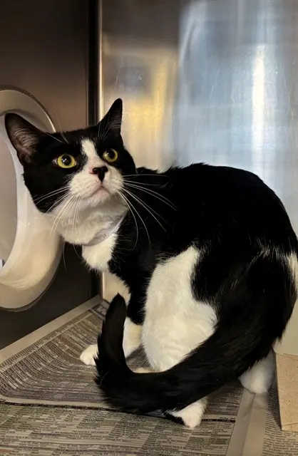 Oreo
