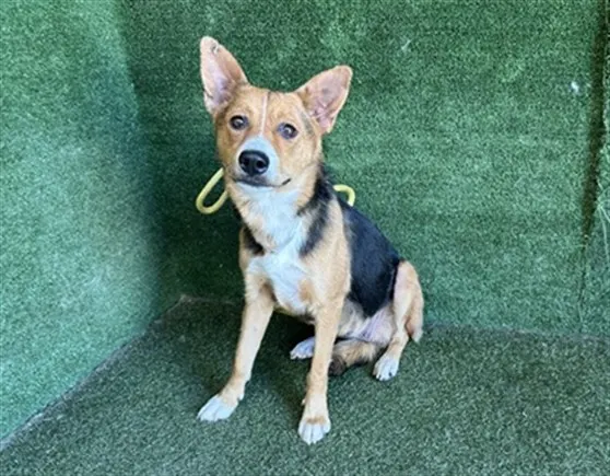 Adoptable Dog
