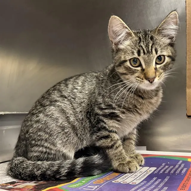 Adoptable Cat