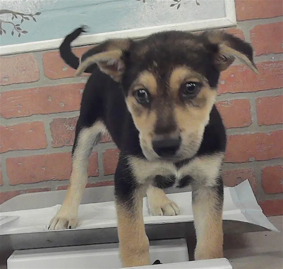 Adoptable Dog