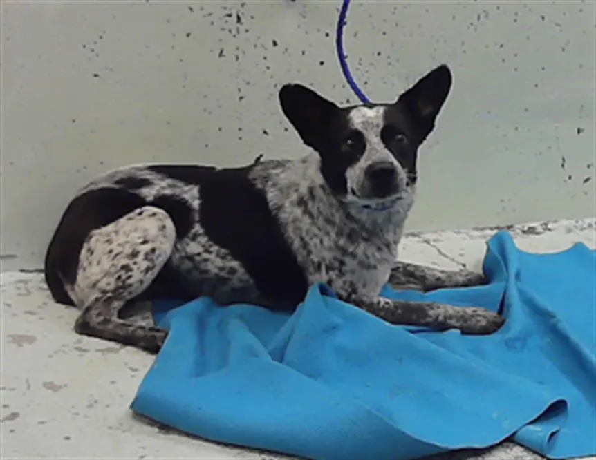 Adoptable Dog