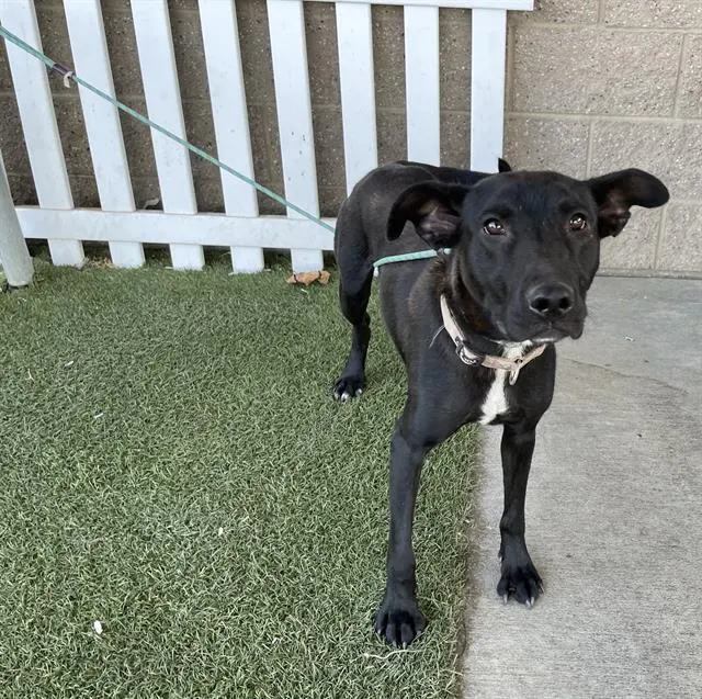 Adoptable Dog