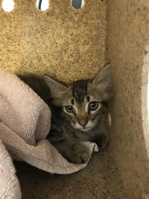 Adoptable Cat