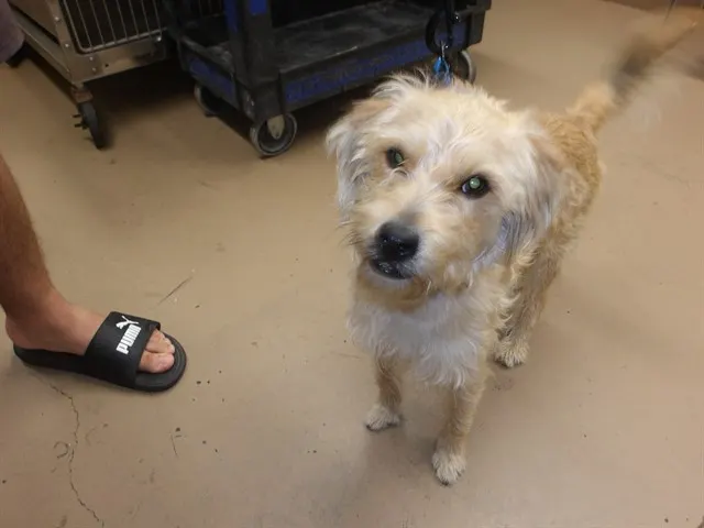 Adoptable Dog