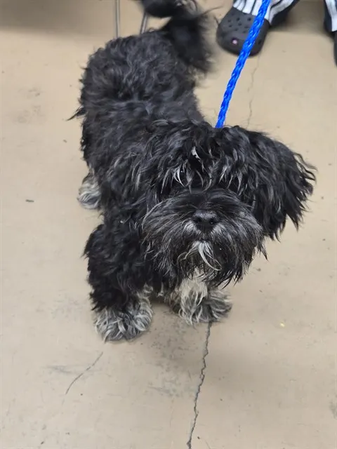 Adoptable Dog