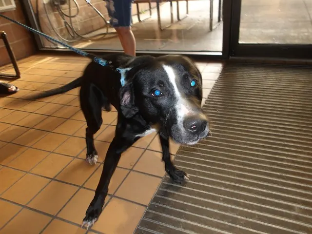 Adoptable Dog