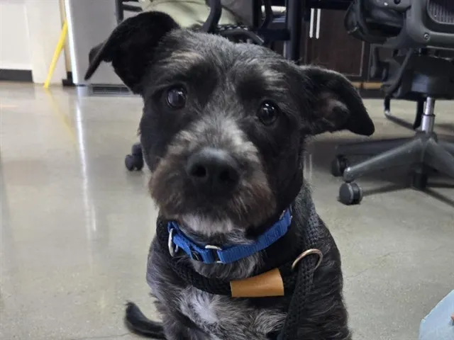 Cooper