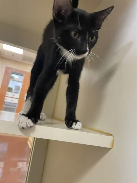 Adoptable Cat