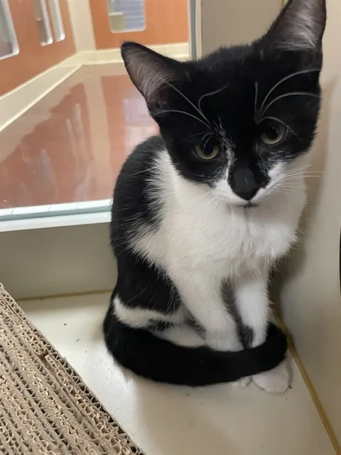 Adoptable Cat