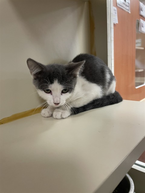Adoptable Cat