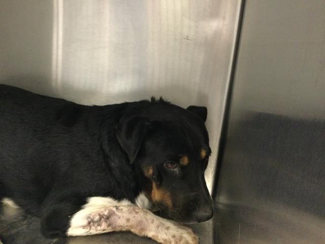 Adoptable Dog