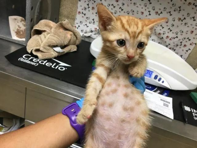 Garfield