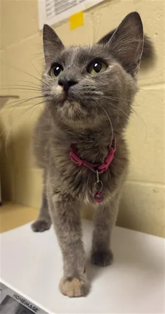 Adoptable Cat