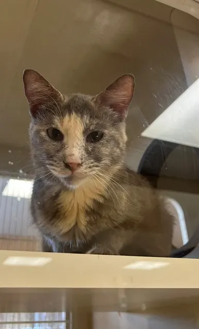 Priscilla