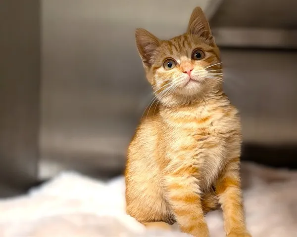 Adoptable Cat