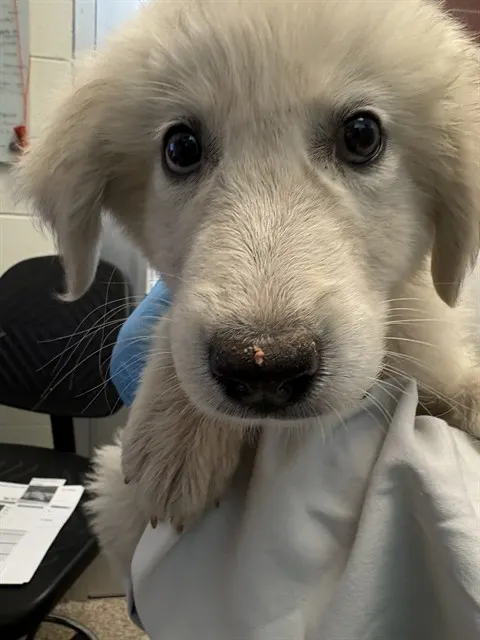 Adoptable Dog