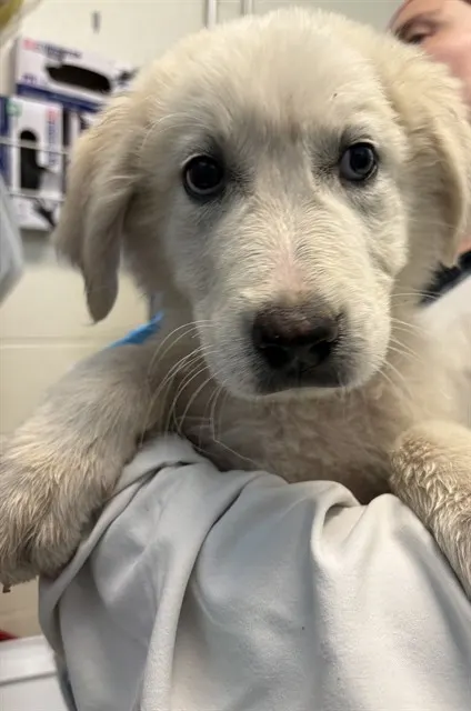 Adoptable Dog