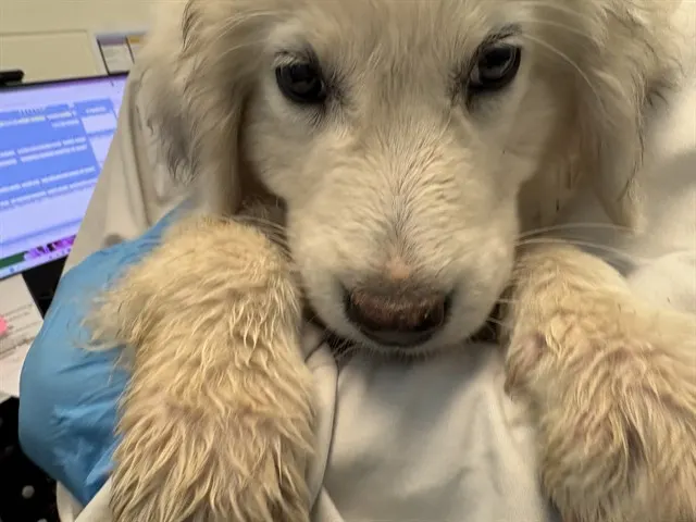 Adoptable Dog