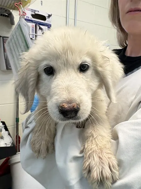 Adoptable Dog