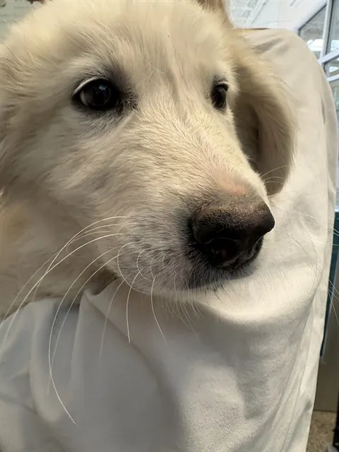 Adoptable Dog