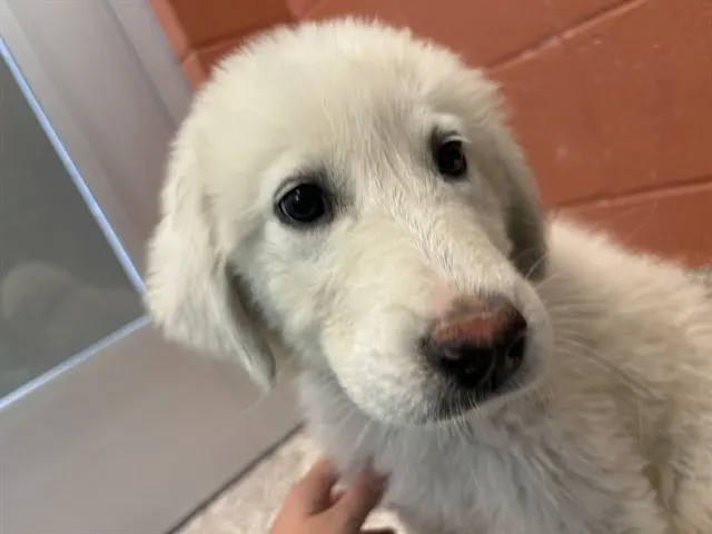 Adoptable Dog