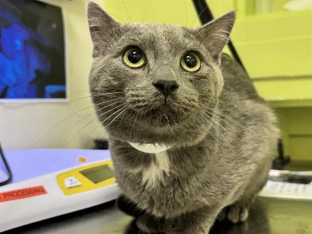 Darwin